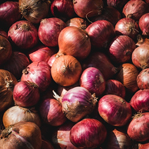 FRESH RED ONION